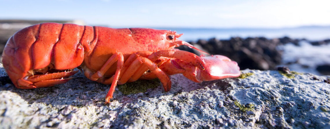 Sexual Harassment Case Against Red Lobster Dismissed