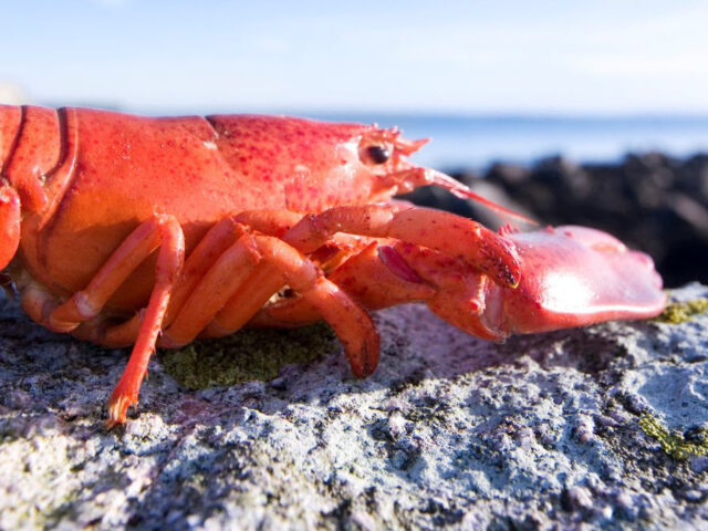 Sexual Harassment Case Against Red Lobster Dismissed