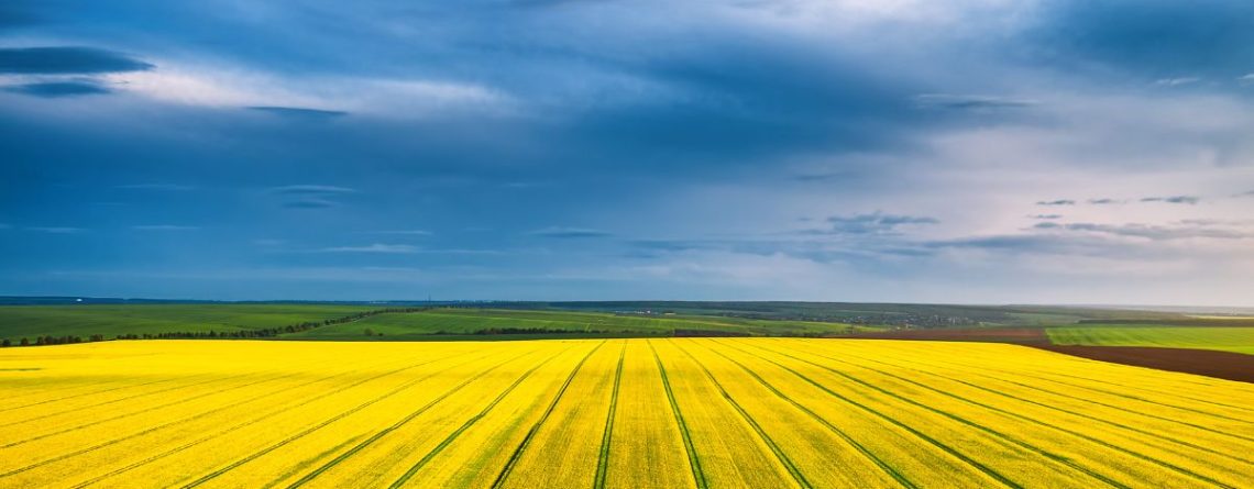 Open canola field under cloudy sky representing when suing your employer backfires: BC Court awards damages but finds employee repudiated contract.