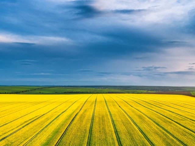 Open canola field under cloudy sky representing when suing your employer backfires: BC Court awards damages but finds employee repudiated contract.
